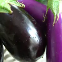 Cum se planteaza vinetele? (VIDEO)