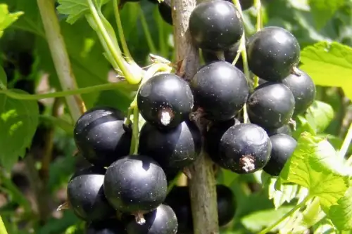 Cum se planteaza coacazele? (VIDEO)