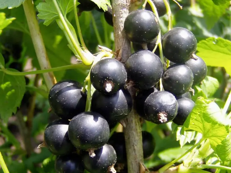 Cum se planteaza coacazele? (VIDEO)