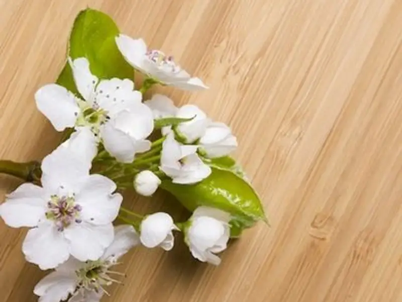 Podele ecologice din lemn de bambus sau pluta