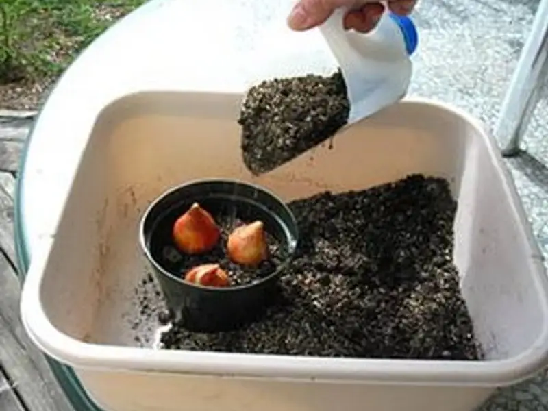 Unelte de gradinarit cu bani putini