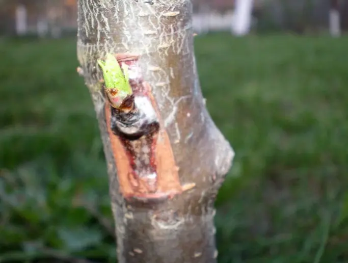 Altoirea pomilor prin metoda Chip Budding