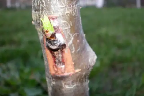 Altoirea pomilor prin metoda Chip Budding
