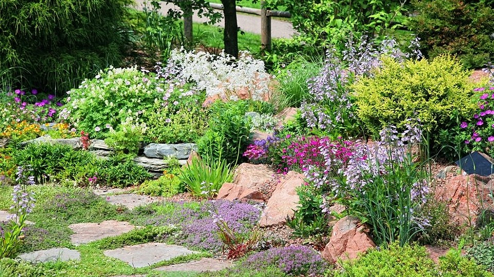 Arbuști de plantat toamna: top 5 specii (ornamentale și fructifere) pentru un start viguros în primăvară