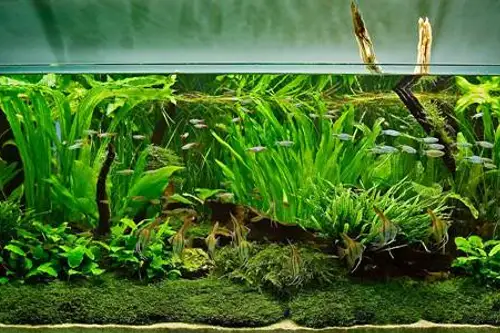 Solutii practice pentru un acvariu de vis