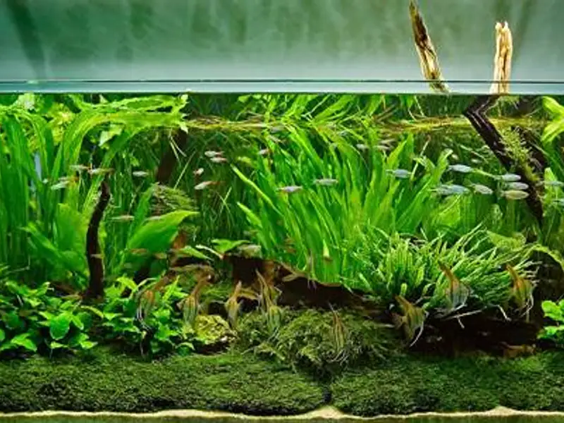 Solutii practice pentru un acvariu de vis