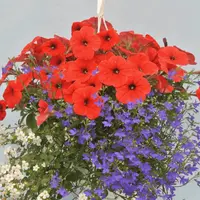 Secretele grădinarilor. 7 pași pentru coșuri suspendate spectaculoase până în toamnă