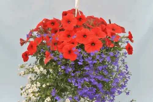 Secretele grădinarilor. 7 pași pentru coșuri suspendate spectaculoase până în toamnă