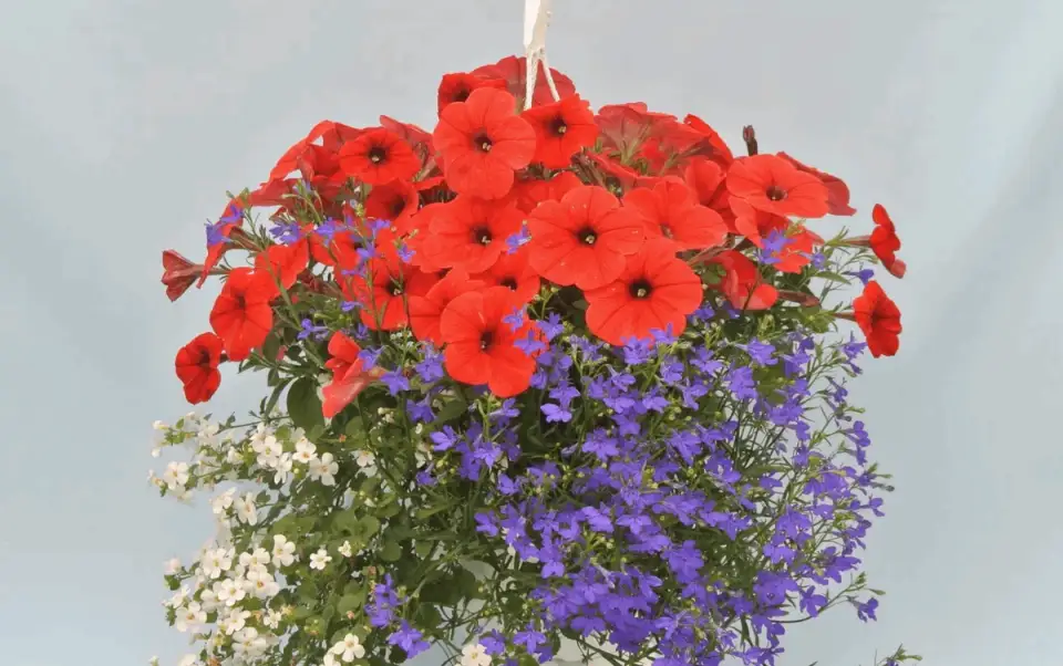 The Secrets of Gardeners: 7 Steps for Spectacular Hanging Baskets Until Autumn