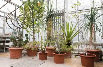 Protecting Plants During Winter: Essential Tips for Gardeners