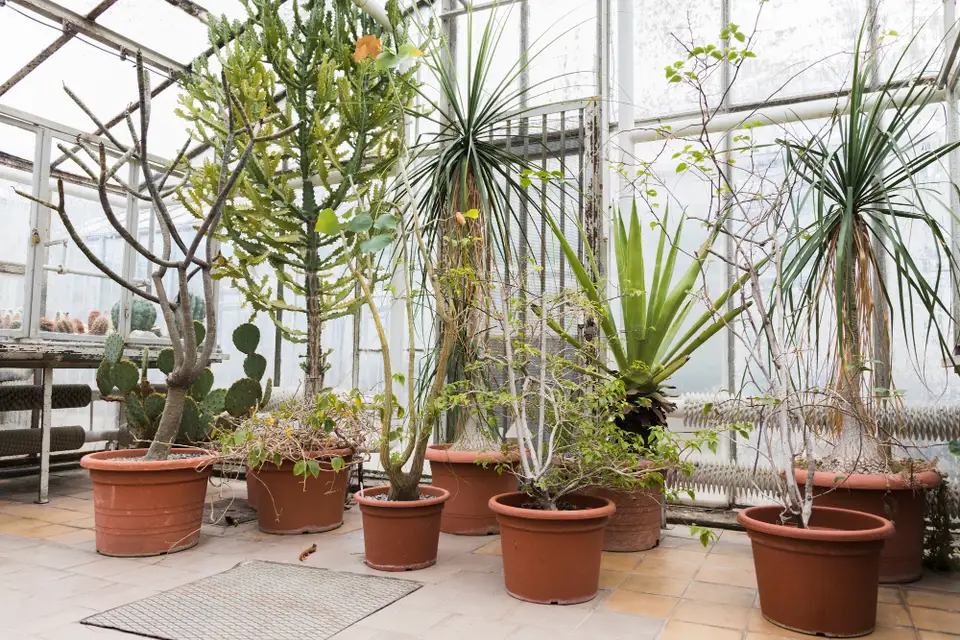Protecting Plants During Winter: Essential Tips for Gardeners