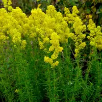 Sânzienele: florile magice ale verii – frumusețe, tradiții și secrete