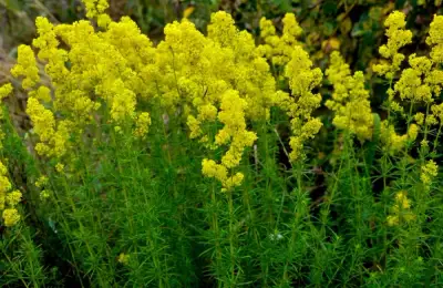 Sânzienele: florile magice ale verii – frumusețe, tradiții și secrete