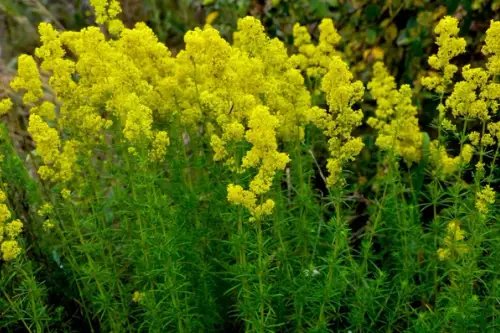 Sânzienele: florile magice ale verii – frumusețe, tradiții și secrete