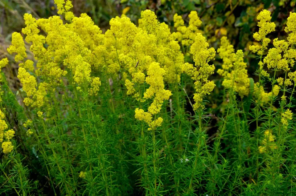 Sânzienele: florile magice ale verii – frumusețe, tradiții și secrete