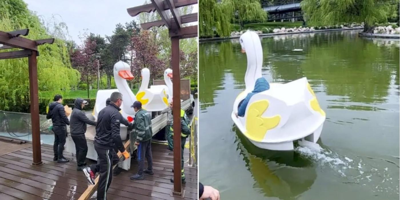 Bucureștenii vor putea să iasă la plimbare cu lebedele pe lacul din Parcul Drumul Taberei