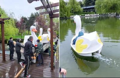 Bucureștenii vor putea să iasă la plimbare cu lebedele pe lacul din Parcul Drumul Taberei