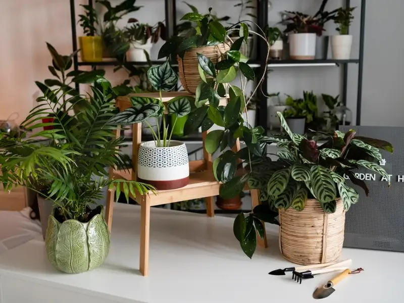 Cum alegi plantele pentru un apartament mic