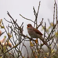 Cum să atragi privighetori în grădina ta, muzica primăverii în fiecare colț