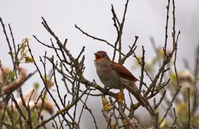 Cum să atragi privighetori în grădina ta, muzica primăverii în fiecare colț