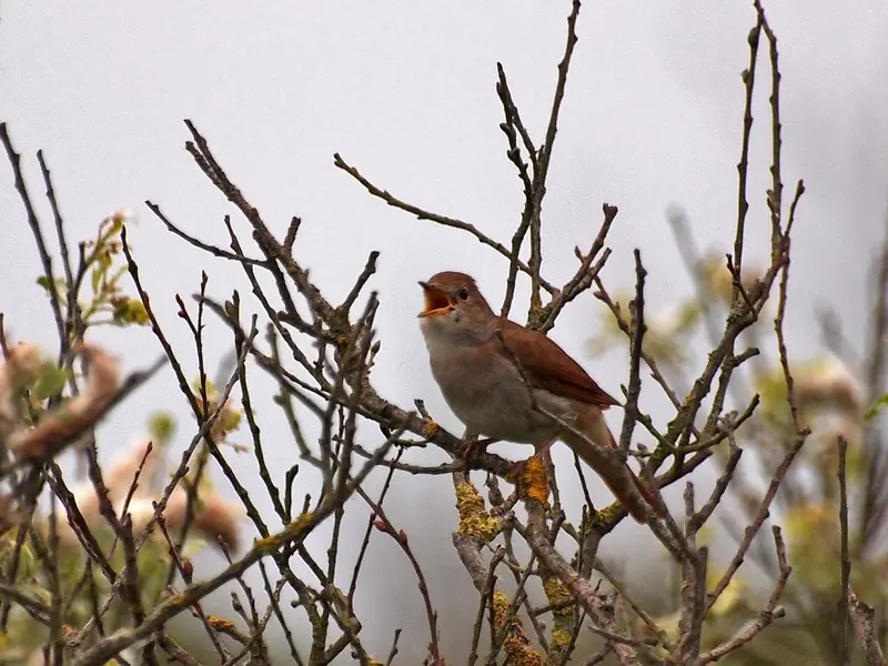 Cum să atragi privighetori în grădina ta, muzica primăverii în fiecare colț