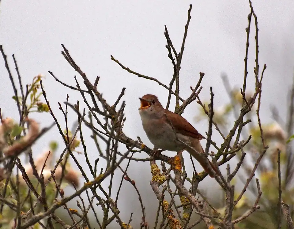 Attracting Robins to Your Garden: Spring Music in Every Corner