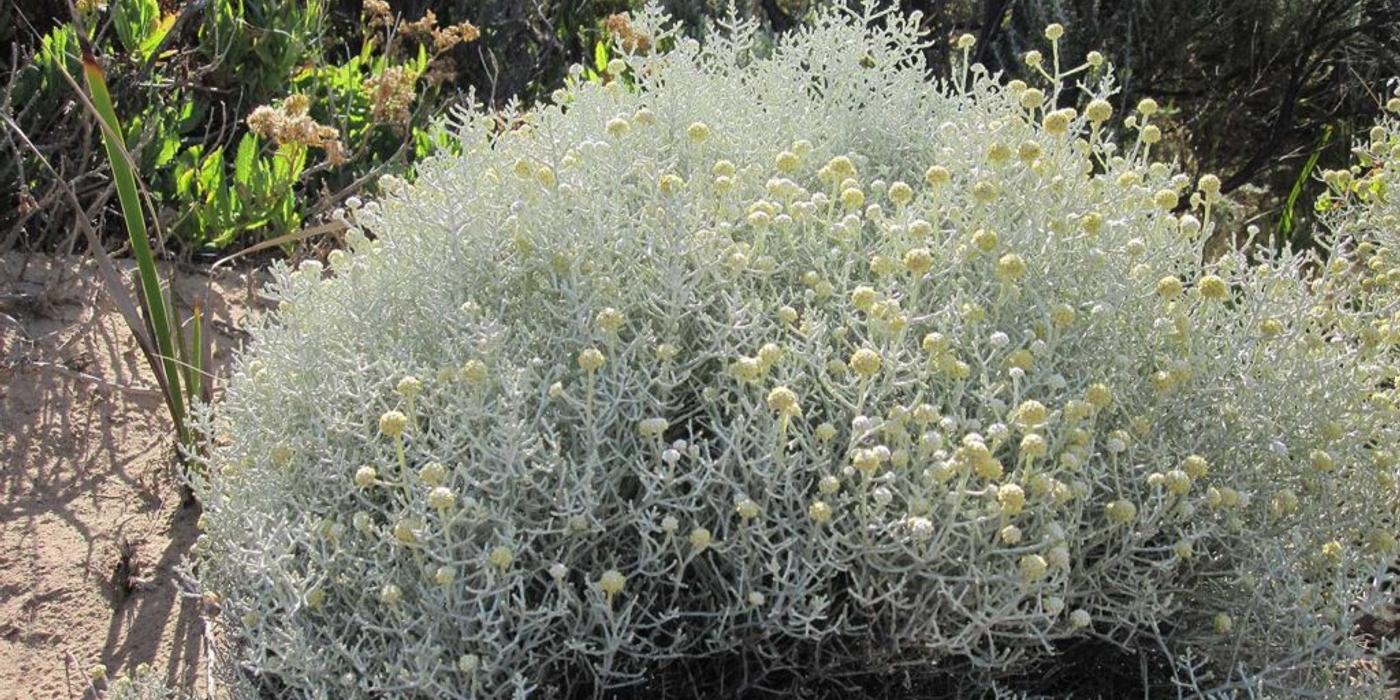 Tufa perniţă, tufa care strălucește ȋn lumina lunii