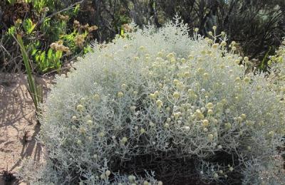 Tufa perniţă, tufa care strălucește ȋn lumina lunii