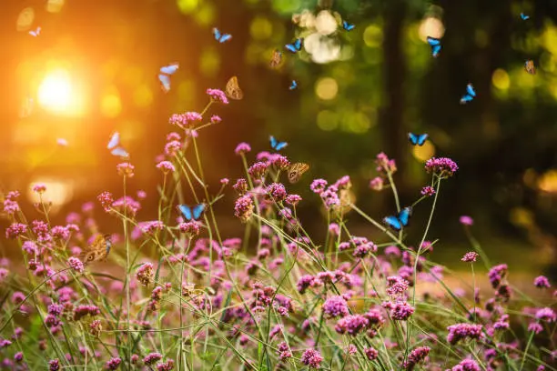 Cele mai rezistente plante de grădină