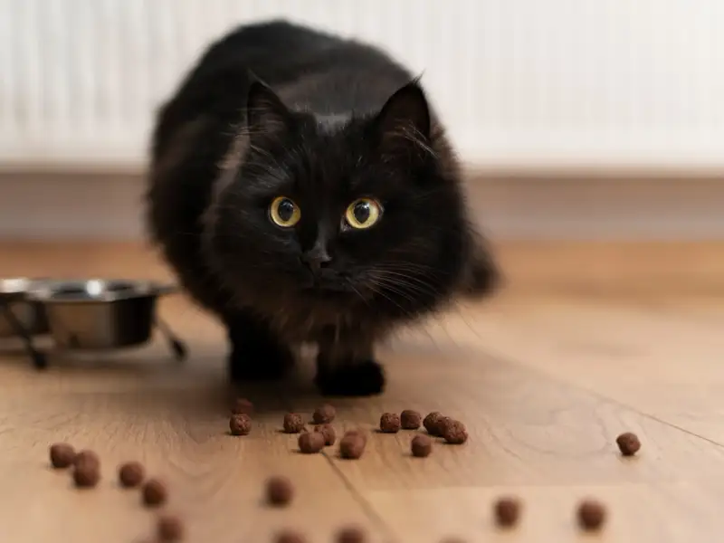 Alimentația potrivită pentru pisicile care trăiesc în apartament