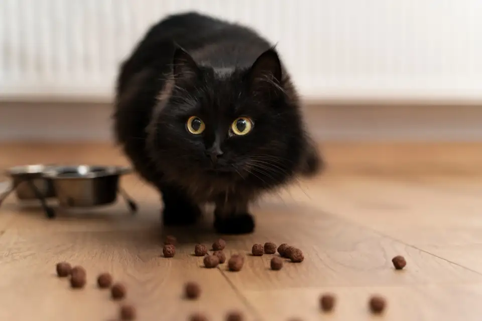 The Right Diet for Apartment Cats