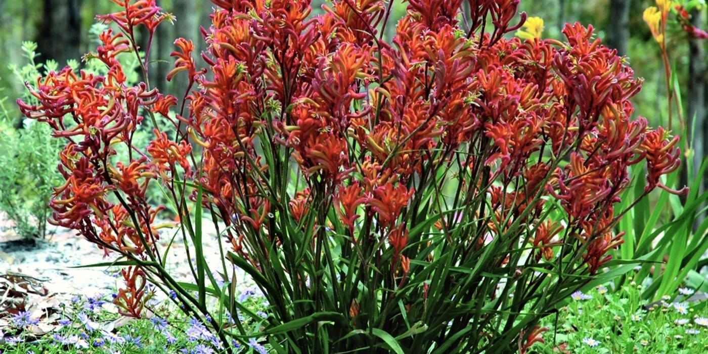 Planta lăbuţe de cangur