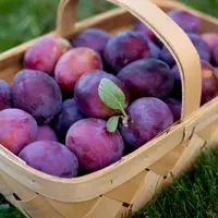 Cum se planteaza un prun?