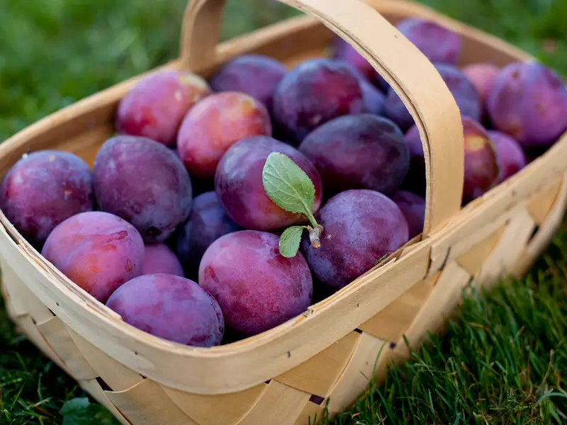 Cum se planteaza un prun?