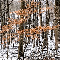Prognoza meteo, 18 decembrie. Temperaturi neobișnuite pentru o lună de iarnă. Fulguieli în unele regiuni