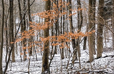 Prognoza meteo, 18 decembrie. Temperaturi neobișnuite pentru o lună de iarnă. Fulguieli în unele regiuni