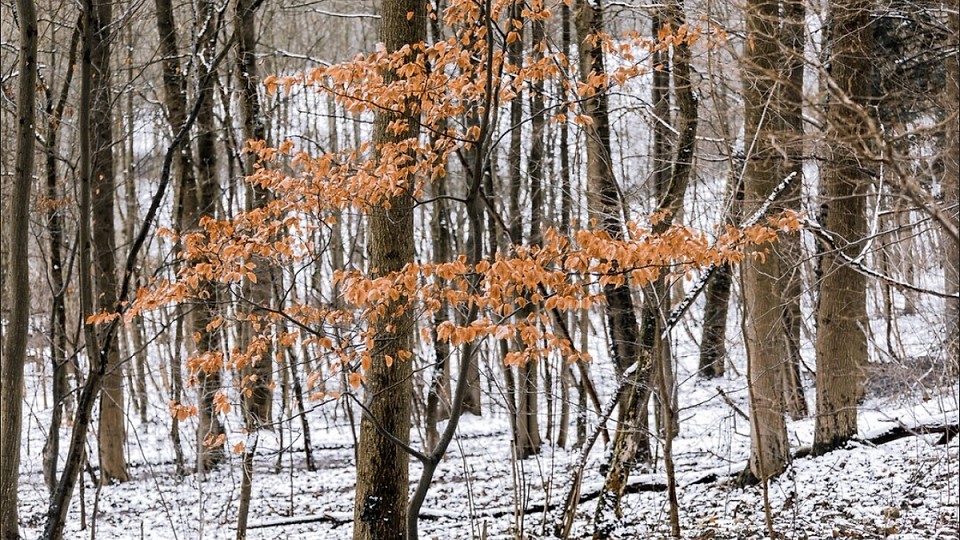 Prognoza meteo, 18 decembrie. Temperaturi neobișnuite pentru o lună de iarnă. Fulguieli în unele regiuni