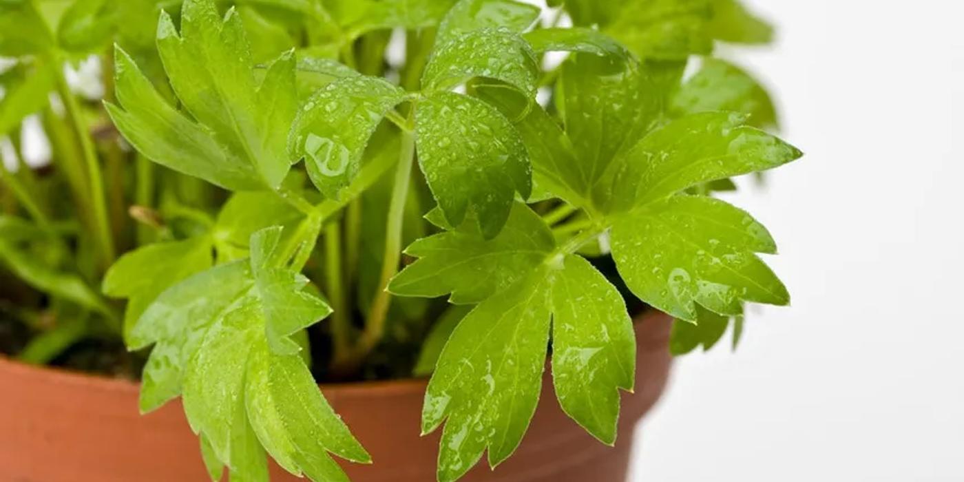 Cand este timpul sa iti platezi si cum sa o faci