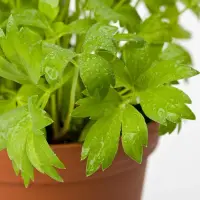 Cand este timpul sa iti platezi si cum sa o faci