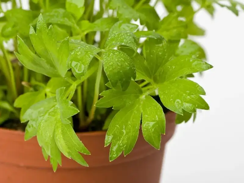 Cand este timpul sa iti platezi si cum sa o faci