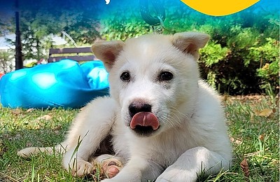 Prietenii cu patru lăbuțe își caută familia!