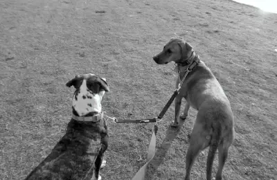 Proper Dog Care When Living in an Apartment Building