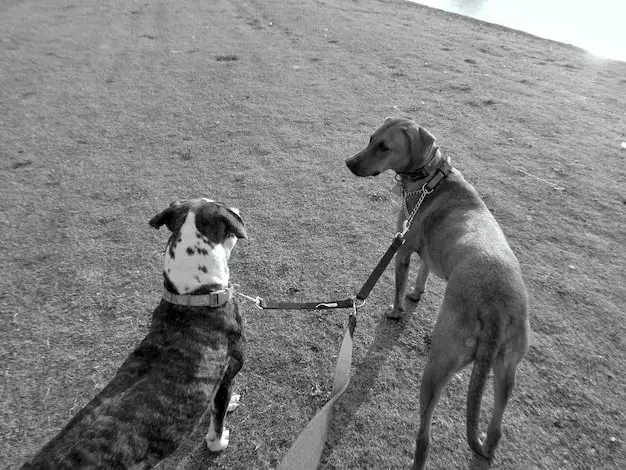 Proper Dog Care When Living in an Apartment Building