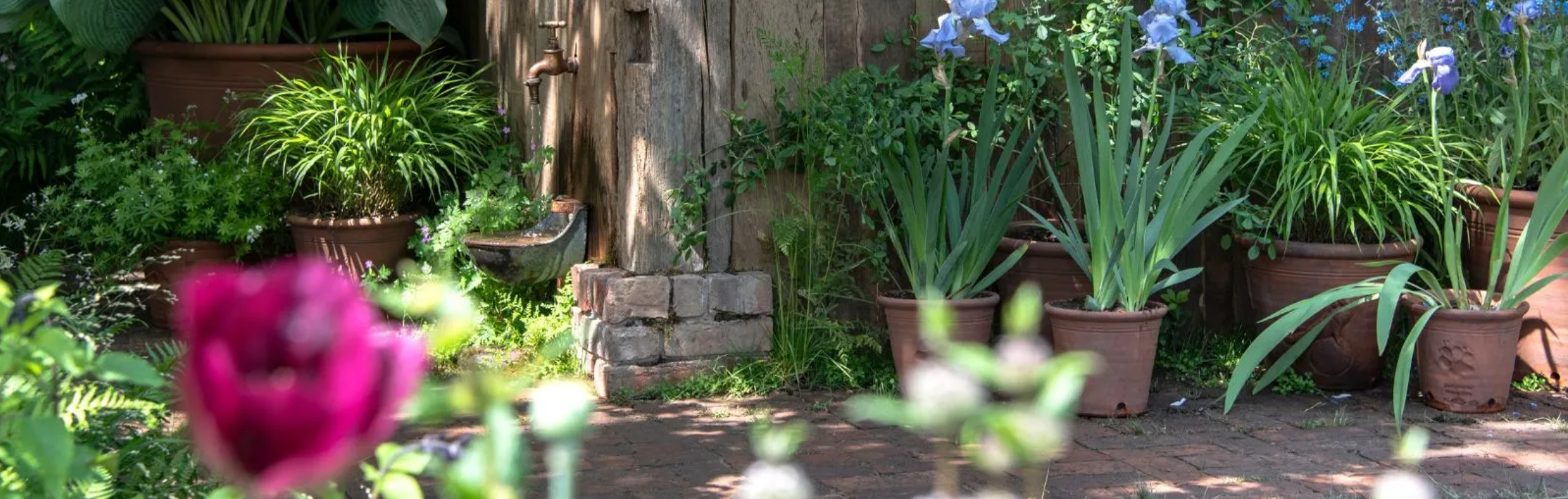 3 combinații de plante la ghiveci care „adoră” să fie uitate- pentru flori superbe toată vara, fără bătăi de cap