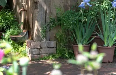 3 combinații de plante la ghiveci care „adoră” să fie uitate- pentru flori superbe toată vara, fără bătăi de cap