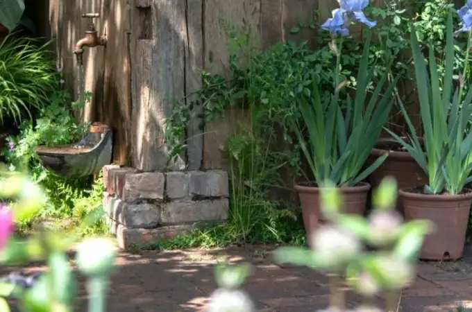 3 combinații de plante la ghiveci care „adoră” să fie uitate- pentru flori superbe toată vara, fără bătăi de cap