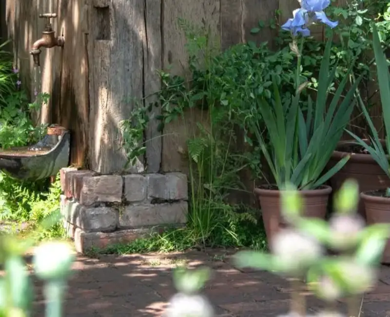 3 combinații de plante la ghiveci care „adoră” să fie uitate- pentru flori superbe toată vara, fără bătăi de cap