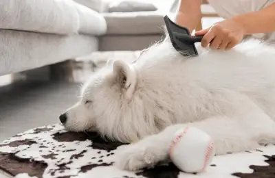 Top 15 Useful Tips for Removing Pet Hair from Carpets