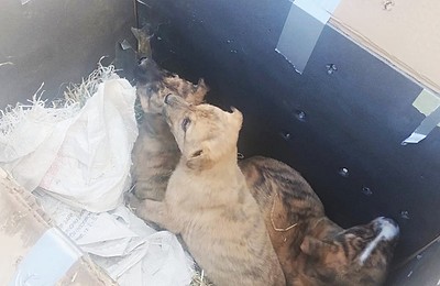 Trei cățelusi abandonați într-o cutie, salvați de la îngheț de către ASPA București