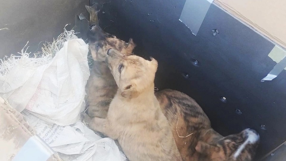 Trei cățelusi abandonați într-o cutie, salvați de la îngheț de către ASPA București